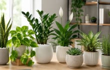 Những cây cảnh nên chọn cho góc làm việc dễ chịu hơn