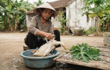 Cách vặt lông vịt siêu nhanh, sạch bóng nhờ lá đu đủ