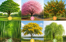 Chọn một cái cây bạn thích nhất để khám phá khả năng lớn nhất của bạn là gì