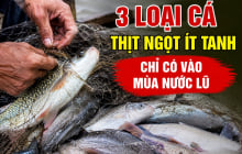 3 loại cá thịt ngọt ít tanh, chỉ có vào mùa nước lũ