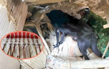 Chó nghiệp vụ Việt Nam được trao Huân chương Công trạng ở Venezuela