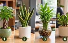 Chọn 1 cây cảnh để bàn làm việc để xem đường công danh của bạn gập ghềnh hay thuận lợi ra sao