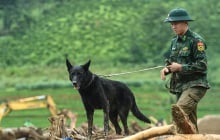 'Chiến binh' bốn chân Zavo: Chú chó nghiệp vụ bền bỉ trên những hành trình tìm kiếm sự sống