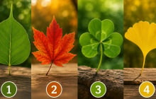 Chọn 1 chiếc lá bạn ấn tượng nhất để biết bạn đã đi đúng hướng chưa