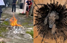 Chú chó hóa xác ướp sau 20 năm và vụ ngược đãi thú cưng gây phẫn nộ