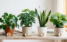 Bạn thích cây nào nhất? Đáp án tiết lộ cơ hội tài chính sắp tới
