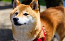 Câu chuyện cảm động phía sau những chú chó trung thành nhất thế giới