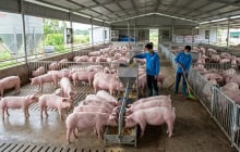 Giá heo hơi hôm nay 21/8: Chỉ 2 địa phương tăng giá, thị trường đi ngang