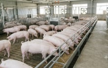 Giá heo hơi hôm nay 28/8: Miền Bắc tiếp tục giảm, thị trường ba miền đi về đâu?