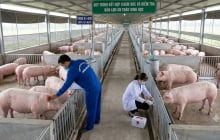 Hơn 112.000 tấn thịt lợn giá rẻ đổ vào Việt Nam, giá bình quân chỉ 43.000 đồng/kg