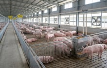 Giá heo hơi hôm nay 8/9/2026: Miền Bắc giảm, miền Trung tăng giảm trái chiều