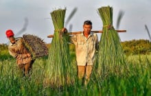 Những nghề mưu sinh nhọc nhằn từ đồng đất đến phố thị Việt Nam