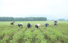 Nghệ An có loại cây cắt xong lại mọc, một năm thu hoạch 5-6 lần, lợi nhuận gấp 2-3 lần trồng ngô