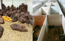 Loài đặc sản “ăn ít, gần như không uống nước”, một nông dân Nghệ An nuôi thành công, mở hướng làm giàu mới