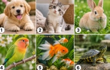 Chọn 1 thú cưng ấn tượng nhất: Hé lộ cách người khác nhìn nhận về bạn