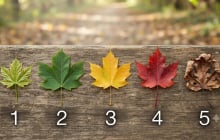 Chọn 1 chiếc lá bạn thích nhất