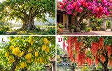 Hãy chọn 1 loài cây mà bạn thích nhất