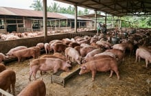 Giá heo hơi hôm nay 15/10: Tiếp tục giảm, nhiều nơi chạm mốc 50.000 đồng/kg