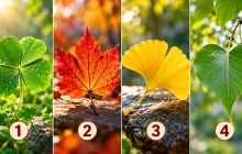 Chọn 1 chiếc lá bạn ấn tượng nhất để xem điều gì đang giúp bạn giàu có thêm