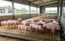 Giá heo hơi hôm nay 19/10: Ba miền đồng loạt đi ngang, thấp nhất 50.000 đồng/kg