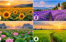Cánh đồng nào khiến bạn ấn tượng nhất?