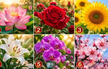 Chọn 1 bông hoa để xem mệnh của bạn giàu có cỡ nào