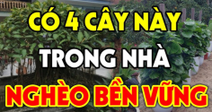 Các cụ dặn: Dừng mang theo cây ác vào nhà cây càng thịnh người càng suy, nhớ cho kỹ