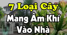 7 loại cây Mang Âm Khí Vào Nhà: Cây càng xanh tươi người càng suy, nhổ ngay trước khi quá muộn, là cây gì?
