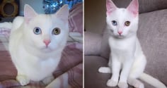 Mèo vào nhà là điềm gì? Giải mã ý nghĩa phong thuỷ và cách hóa giải nếu gặp vận xui