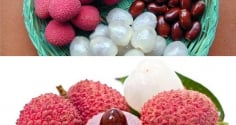 Hạt vải: 'Vị thuốc' tiềm năng trong y học cổ truyền