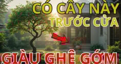 5 loại cây ‘kích lộc’, trồng vào nhà nào nhà nấy giàu to