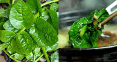 Bất ngờ với nhóm người không nên ăn rau mồng tơi - Bạn có nằm trong số đó?