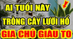 2 tuổi Hợp Mệnh trồng cây Lưỡi Hổ, 1 tuổi rất kị phải nhổ bỏ ngay