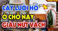 5 loại cây như 'nam châm' hút tiền, có 1/5 cây Lộc hưởng không hết