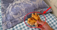 Để 1 nhánh gừng dưới gối, sáng ra thấy ngay điều bất ngờ