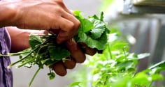 3 loại lá mát gan, loại bỏ độc tố tích tụ lâu ngày