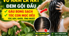 Vò nắm lá này đem gội đầu, gàu bong sạch, tóc con mọc đều