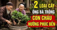 2 loại cây ông bà trồng con cháu hưởng phúc bền