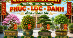 4 cây cảnh tốt lành trồng trong sân Phúc - Lộc - Danh đua nhau tới