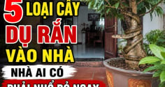 5 loại cây dụ rắn vào nhà, nhà ai có phải nhổ bỏ ngay