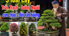 5 loài cây Trấn Trạch - Dưỡng Người, con cháu 3 đời vẫn hưởng