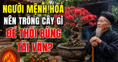 Người mệnh Hoả nên trồng cây gì để thổi bùng tài vận?