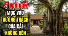 5 loài cây mọc vào dương trạch của cải không bền
