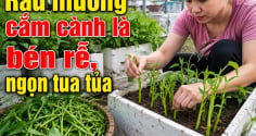 Mẹo trồng rau muống cứ cắm cành xuống đất là bén rễ ngay