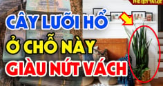 5 vị trí trồng cây lưỡi hổ sinh lộc đầy nhà