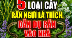 5 loại cây rắn ngửi là thích, dẫn dụ rắn vào nhà