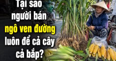 Tại sao người bán ngô ven đường luôn để cả cây cả bắp?