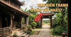 Trồng Vạn niên thanh ở đâu tốt nhất?