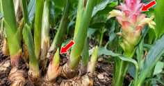 Cách trồng gừng đẻ nhiều mầm, sớm ra hoa