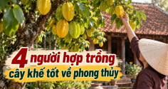 4 người hợp trồng cây khế tốt về phong thủy